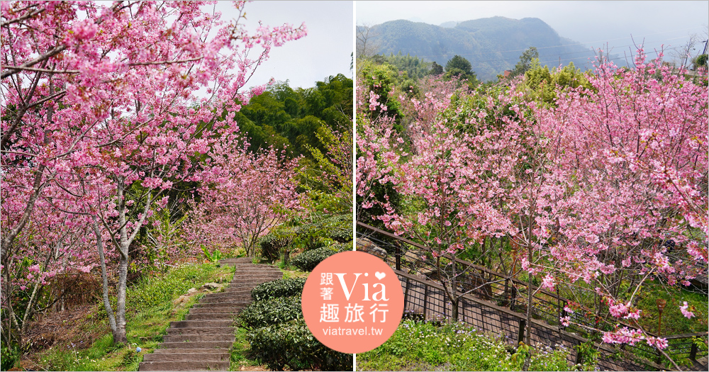 石棹櫻花》櫻之道賞櫻步道～期間限定美景！漫步木棧道及茶園賞春櫻趣！