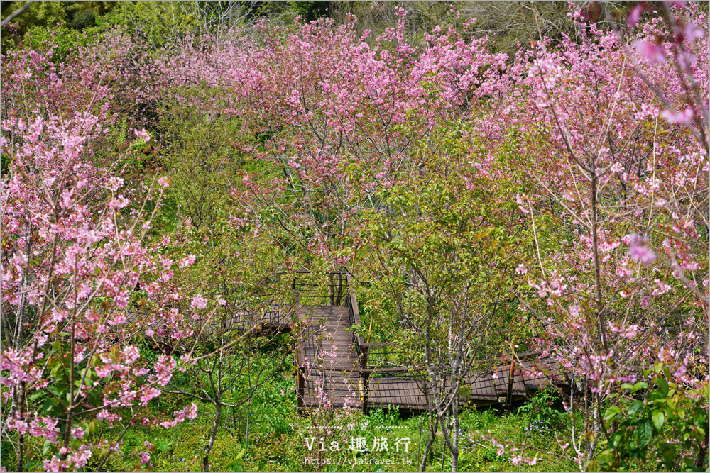 石棹櫻花》櫻之道賞櫻步道～期間限定美景！漫步木棧道及茶園賞春櫻趣！