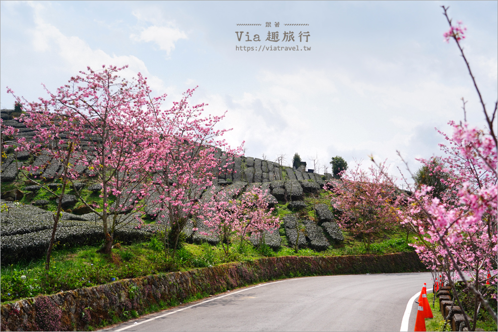 石棹櫻花》櫻之道賞櫻步道～期間限定美景！漫步木棧道及茶園賞春櫻趣！