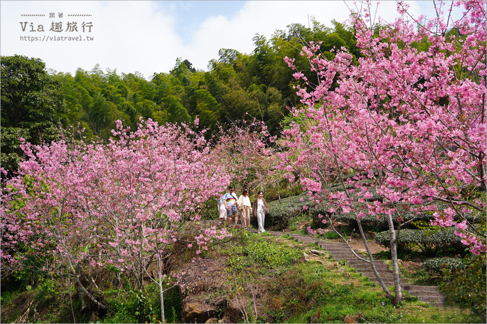 石棹櫻花》櫻之道賞櫻步道～期間限定美景！漫步木棧道及茶園賞春櫻趣！