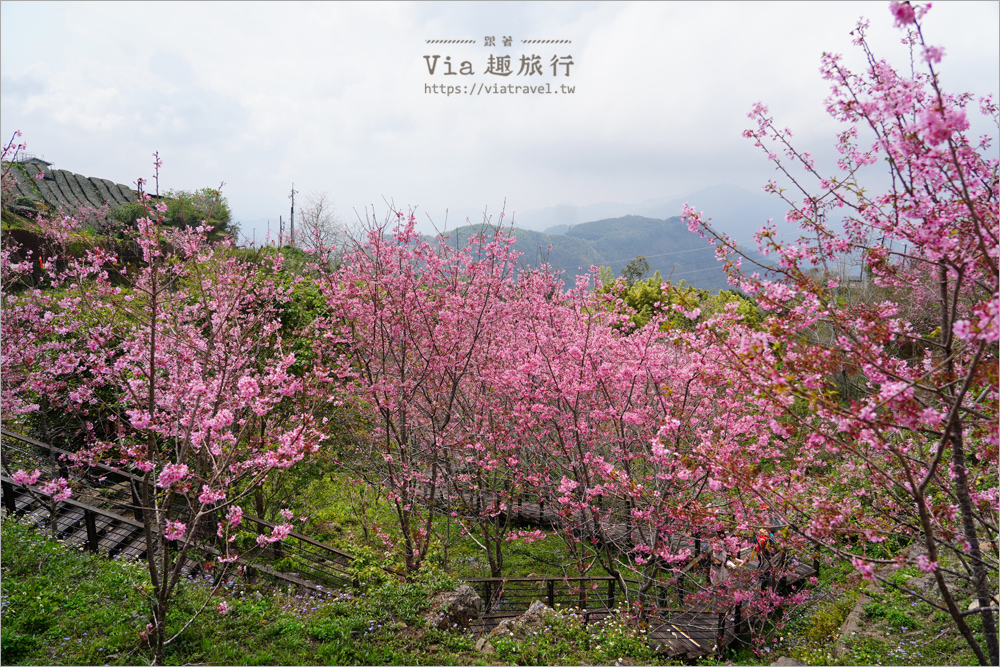 石棹櫻花》櫻之道賞櫻步道～期間限定美景！漫步木棧道及茶園賞春櫻趣！