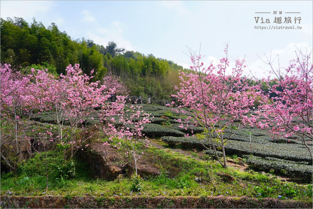 石棹櫻花》櫻之道賞櫻步道～期間限定美景！漫步木棧道及茶園賞春櫻趣！