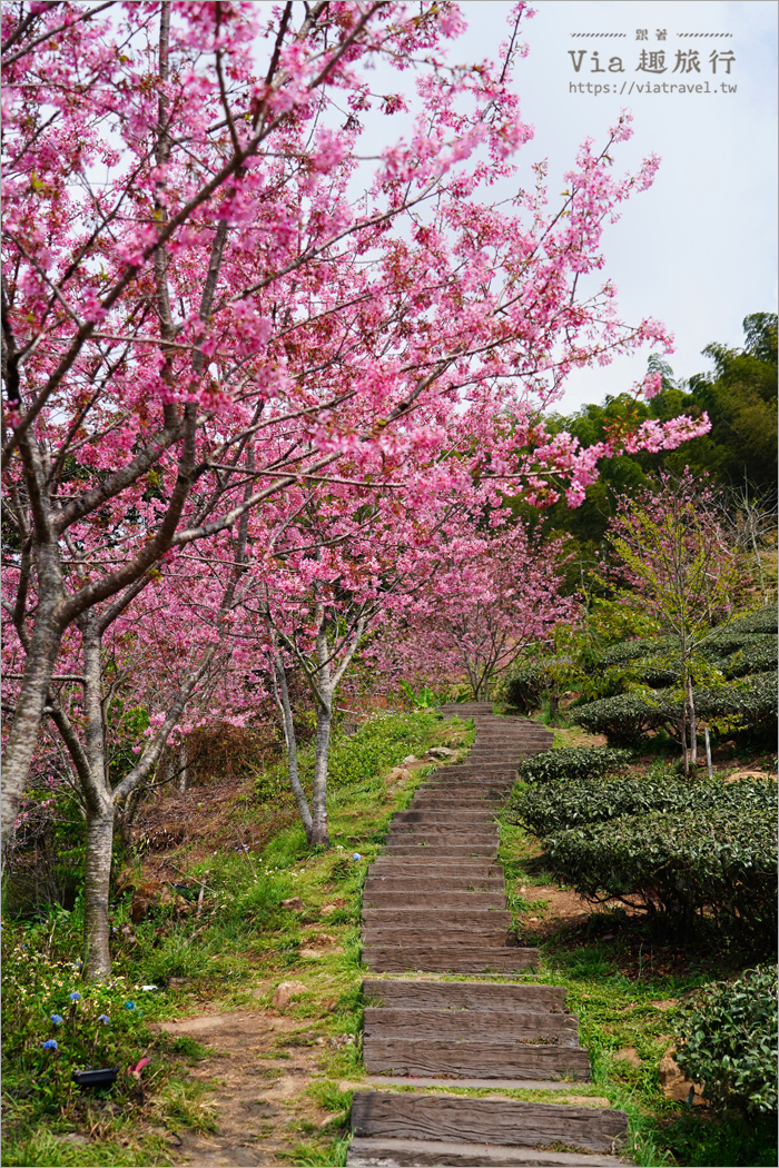 石棹櫻花》櫻之道賞櫻步道～期間限定美景！漫步木棧道及茶園賞春櫻趣！