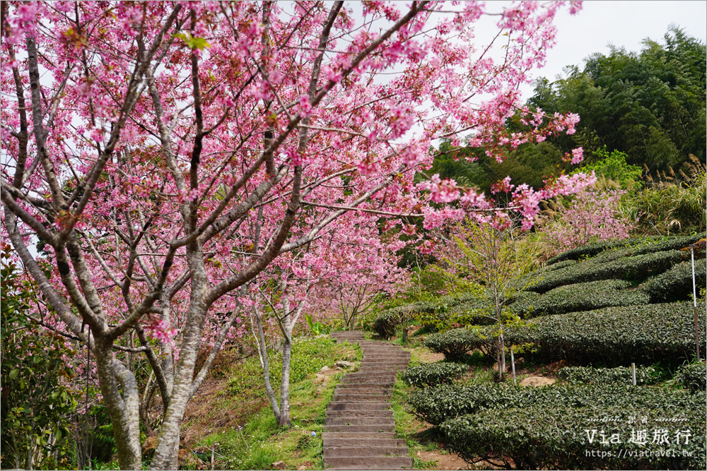 石棹櫻花》櫻之道賞櫻步道～期間限定美景！漫步木棧道及茶園賞春櫻趣！