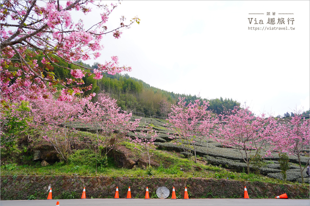 石棹櫻花》櫻之道賞櫻步道～期間限定美景！漫步木棧道及茶園賞春櫻趣！