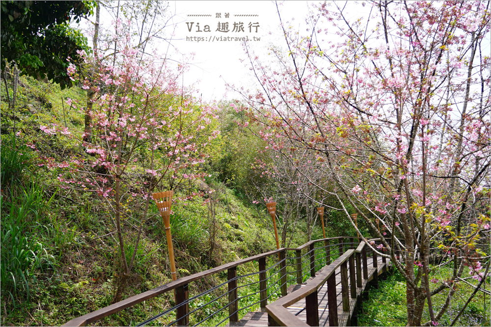 石棹櫻花》櫻之道賞櫻步道～期間限定美景！漫步木棧道及茶園賞春櫻趣！