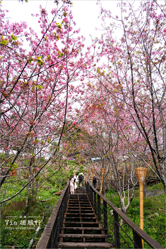 石棹櫻花》櫻之道賞櫻步道～期間限定美景！漫步木棧道及茶園賞春櫻趣！