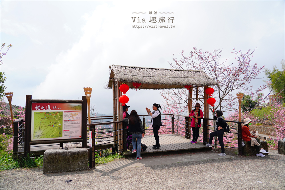 石棹櫻花》櫻之道賞櫻步道～期間限定美景！漫步木棧道及茶園賞春櫻趣！