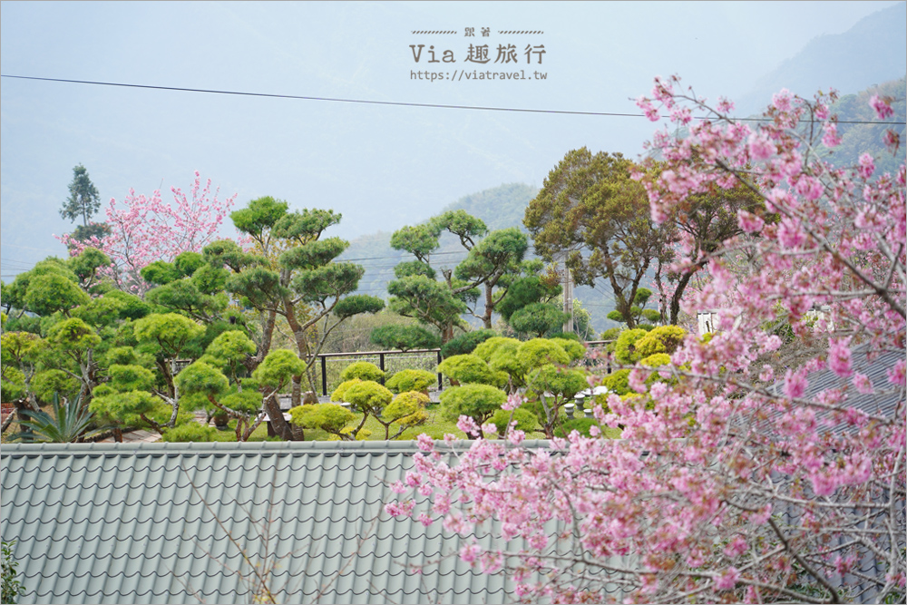 長青居紫藤》嘉義石棹紫藤的首選～期間限定！迷人的紫色花棚美景夢幻登場！