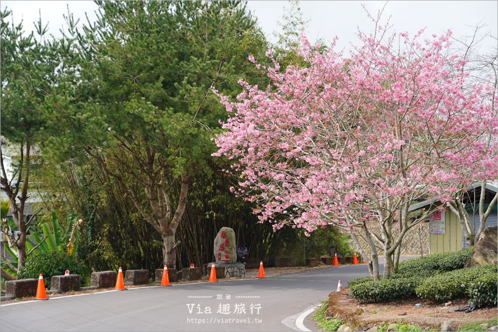 長青居紫藤》嘉義石棹紫藤的首選～期間限定！迷人的紫色花棚美景夢幻登場！