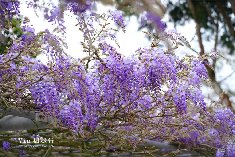 長青居紫藤》嘉義石棹紫藤的首選～期間限定！迷人的紫色花棚美景夢幻登場！