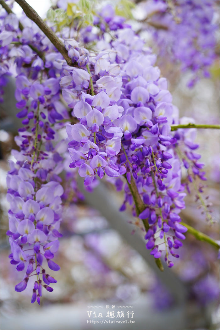 長青居紫藤》嘉義石棹紫藤的首選～期間限定！迷人的紫色花棚美景夢幻登場！