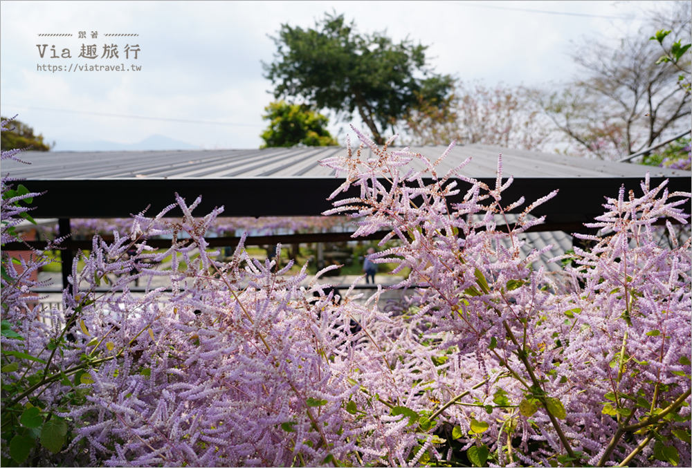 長青居紫藤》嘉義石棹紫藤的首選～期間限定！迷人的紫色花棚美景夢幻登場！