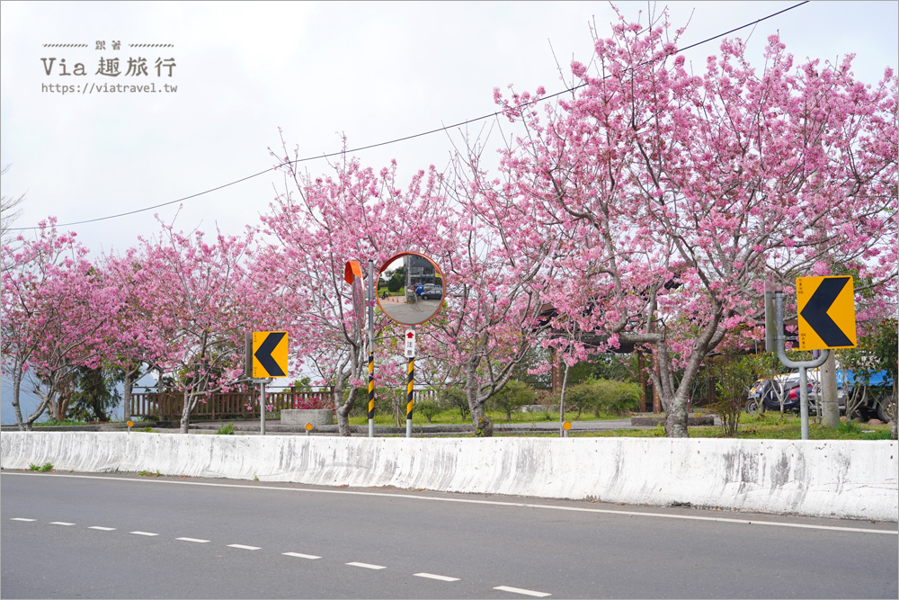 石棹中油加油站櫻花》全台最粉嫩的山中加油站～昭和櫻盛開美景相伴的中油拍起來！