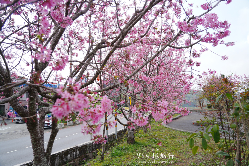 石棹中油加油站櫻花》全台最粉嫩的山中加油站～昭和櫻盛開美景相伴的中油拍起來！