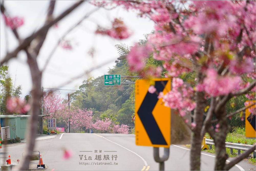 石棹中油加油站櫻花》全台最粉嫩的山中加油站～昭和櫻盛開美景相伴的中油拍起來！