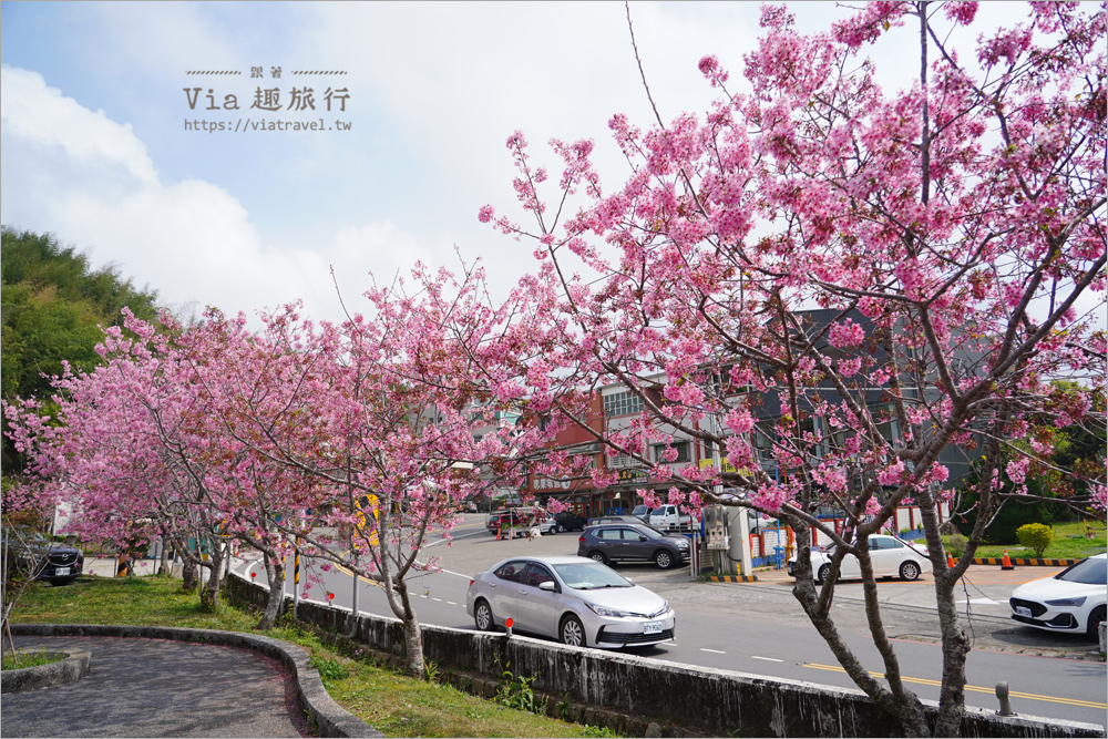 石棹中油加油站櫻花》全台最粉嫩的山中加油站～昭和櫻盛開美景相伴的中油拍起來！