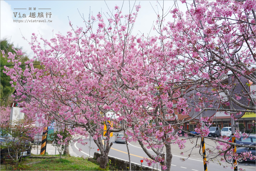 石棹中油加油站櫻花》全台最粉嫩的山中加油站～昭和櫻盛開美景相伴的中油拍起來！