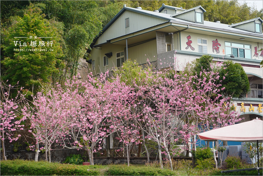 石棹中油加油站櫻花》全台最粉嫩的山中加油站～昭和櫻盛開美景相伴的中油拍起來！