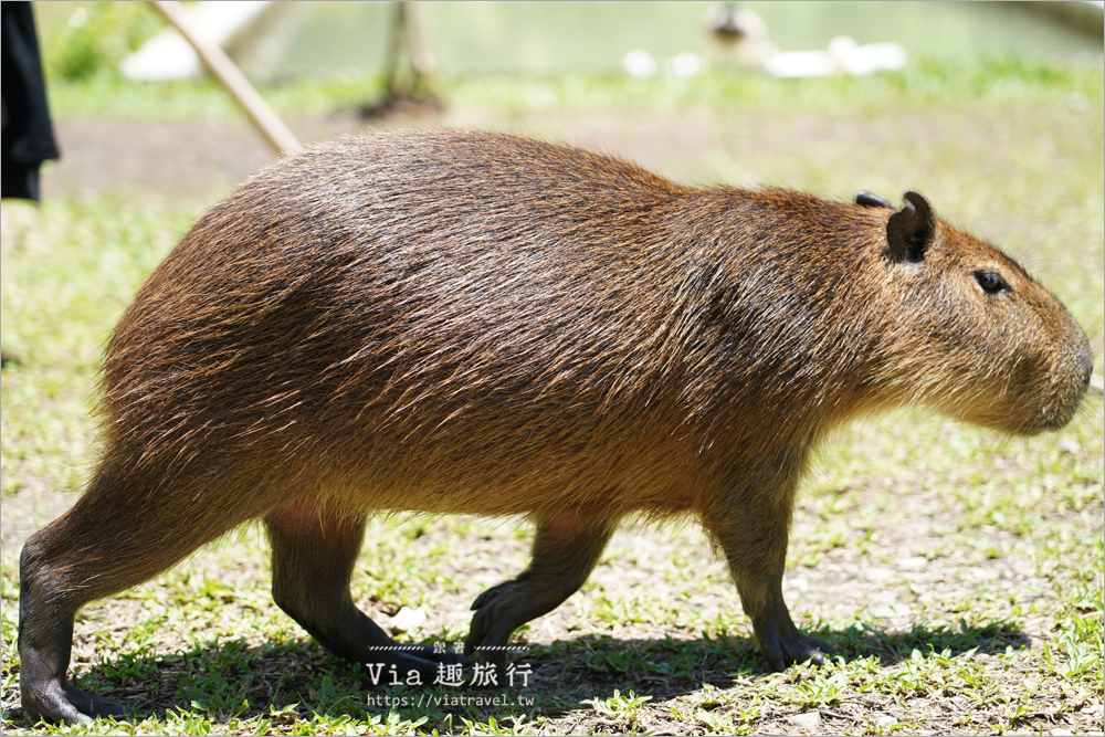 埔里水豚咖啡館》享日啡啡～新餐廳報到！來南投找水豚君、柯爾鴨一起耍萌趣！