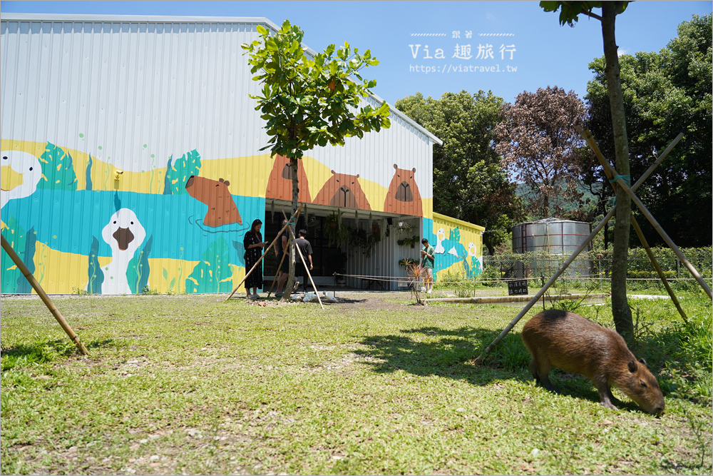 埔里水豚咖啡館》享日啡啡～新餐廳報到！來南投找水豚君、柯爾鴨一起耍萌趣！