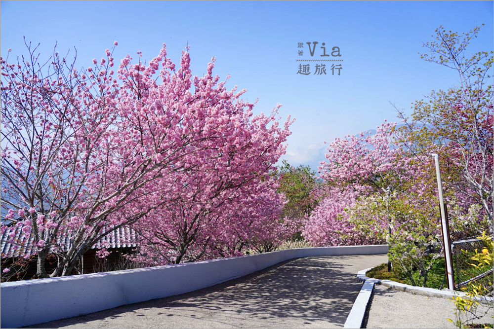 南投清境餐廳》星嵐拉麵~全台最粉紅的拉麵店!爆開的香水櫻花大道最美實況報到! 南投清境餐廳》星嵐拉麵~全台最粉紅的拉麵店!爆開的香水櫻花大道最美實況報到!