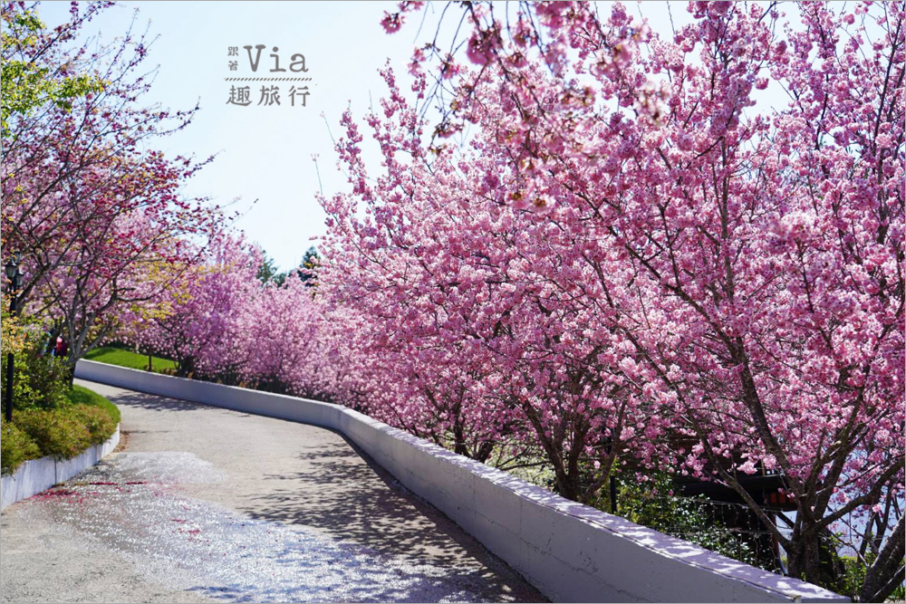 南投清境餐廳》星嵐拉麵~全台最粉紅的拉麵店!爆開的香水櫻花大道最美實況報到! 南投清境餐廳》星嵐拉麵~全台最粉紅的拉麵店!爆開的香水櫻花大道最美實況報到!