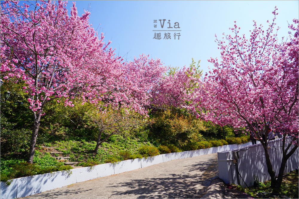 南投清境餐廳》星嵐拉麵~全台最粉紅的拉麵店!爆開的香水櫻花大道最美實況報到! 南投清境餐廳》星嵐拉麵~全台最粉紅的拉麵店!爆開的香水櫻花大道最美實況報到!