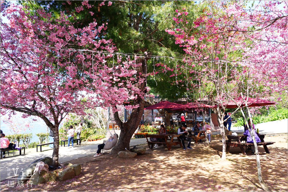 南投清境餐廳》星嵐拉麵~全台最粉紅的拉麵店!爆開的香水櫻花大道最美實況報到! 南投清境餐廳》星嵐拉麵~全台最粉紅的拉麵店!爆開的香水櫻花大道最美實況報到!