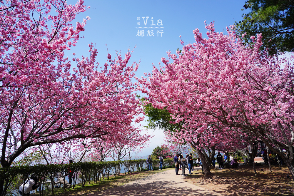 南投清境餐廳》星嵐拉麵~全台最粉紅的拉麵店!爆開的香水櫻花大道最美實況報到! 南投清境餐廳》星嵐拉麵~全台最粉紅的拉麵店!爆開的香水櫻花大道最美實況報到!