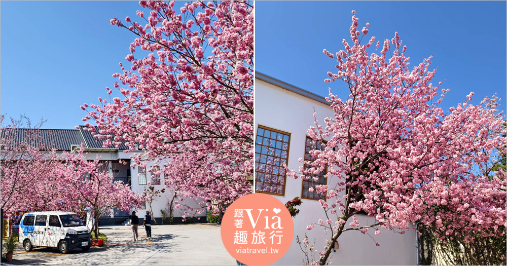 清境駿亦景觀民宿》被櫻花包圍的民宿住這間~日式白屋加上香水櫻盛開的畫面美不勝收! 清境駿亦景觀民宿》被櫻花包圍的民宿住這間~日式白屋加上香水櫻盛開的畫面美不勝收!