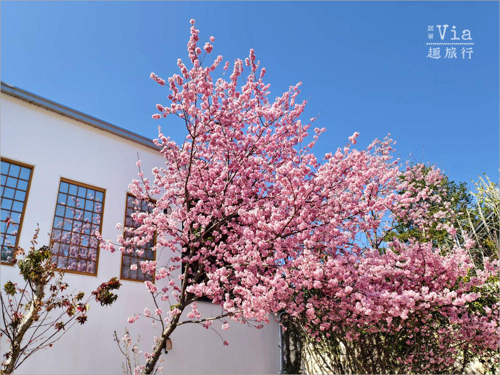 清境駿亦景觀民宿》被櫻花包圍的民宿住這間~日式白屋加上香水櫻盛開的畫面美不勝收! 清境駿亦景觀民宿》被櫻花包圍的民宿住這間~日式白屋加上香水櫻盛開的畫面美不勝收!