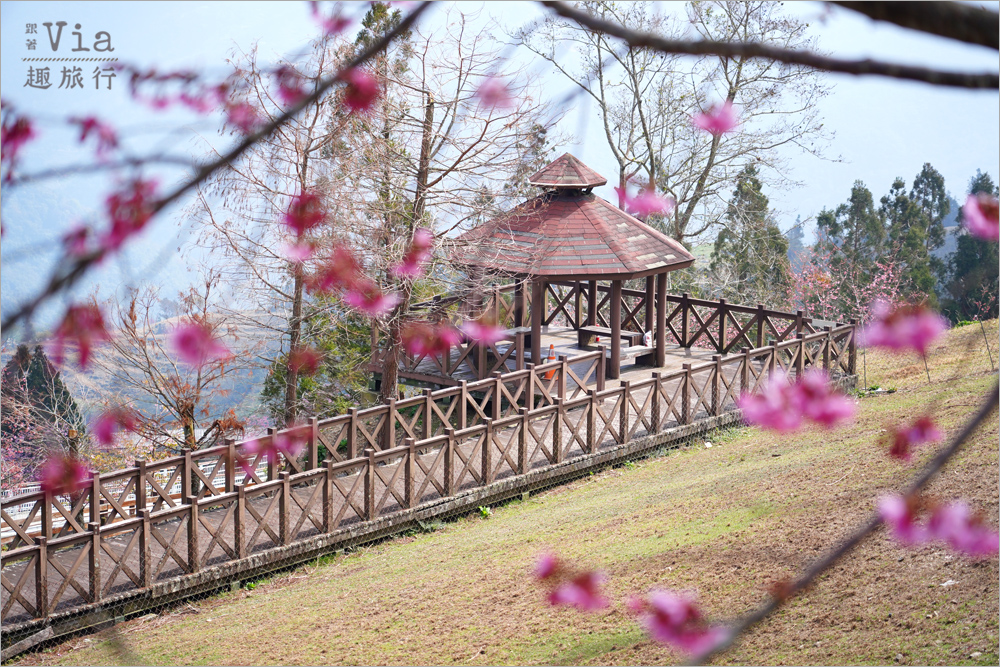 清境櫻花季》清境農場粉紅櫻花綻放~青青草原期間限定美景:綿羊加上櫻花盛開美極了! 清境櫻花季》清境農場粉紅櫻花綻放~青青草原期間限定美景:綿羊加上櫻花盛開美極了!