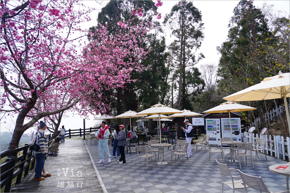清境櫻花季》清境農場粉紅櫻花綻放~青青草原期間限定美景:綿羊加上櫻花盛開美極了! 清境櫻花季》清境農場粉紅櫻花綻放~青青草原期間限定美景:綿羊加上櫻花盛開美極了!