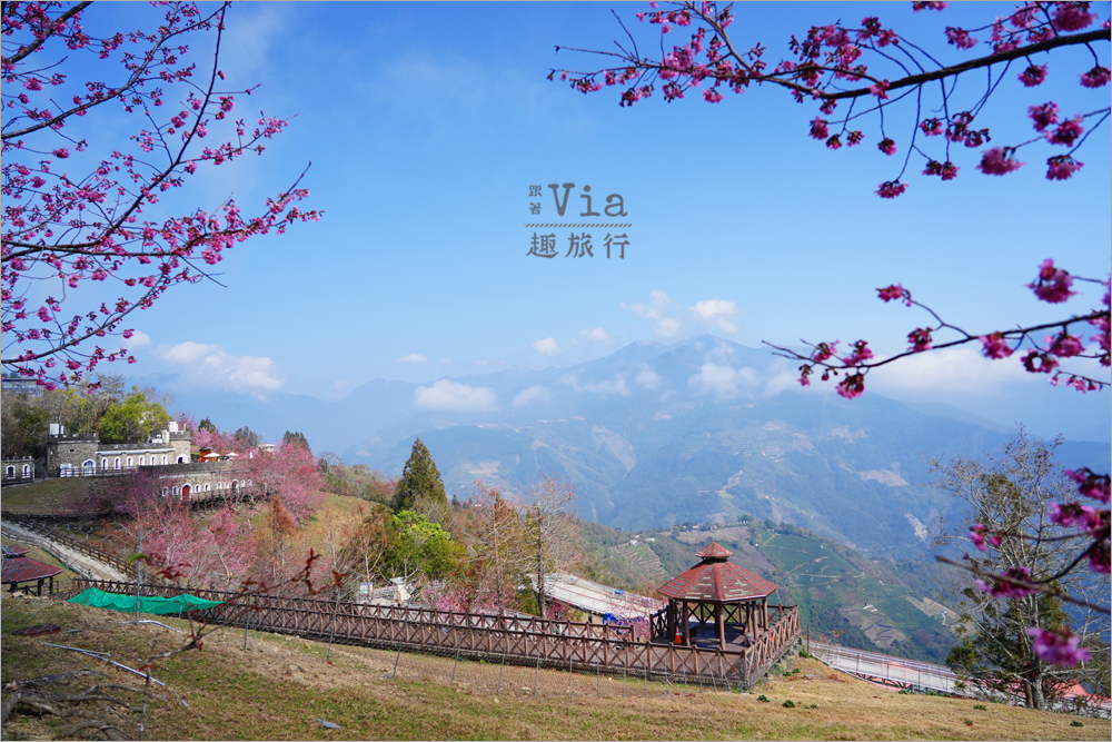 清境櫻花季》清境農場粉紅櫻花綻放~青青草原期間限定美景:綿羊加上櫻花盛開美極了! 清境櫻花季》清境農場粉紅櫻花綻放~青青草原期間限定美景:綿羊加上櫻花盛開美極了!