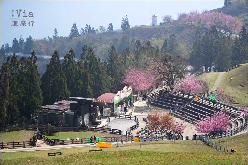 清境櫻花季》清境農場粉紅櫻花綻放~青青草原期間限定美景:綿羊加上櫻花盛開美極了! 清境櫻花季》清境農場粉紅櫻花綻放~青青草原期間限定美景:綿羊加上櫻花盛開美極了!