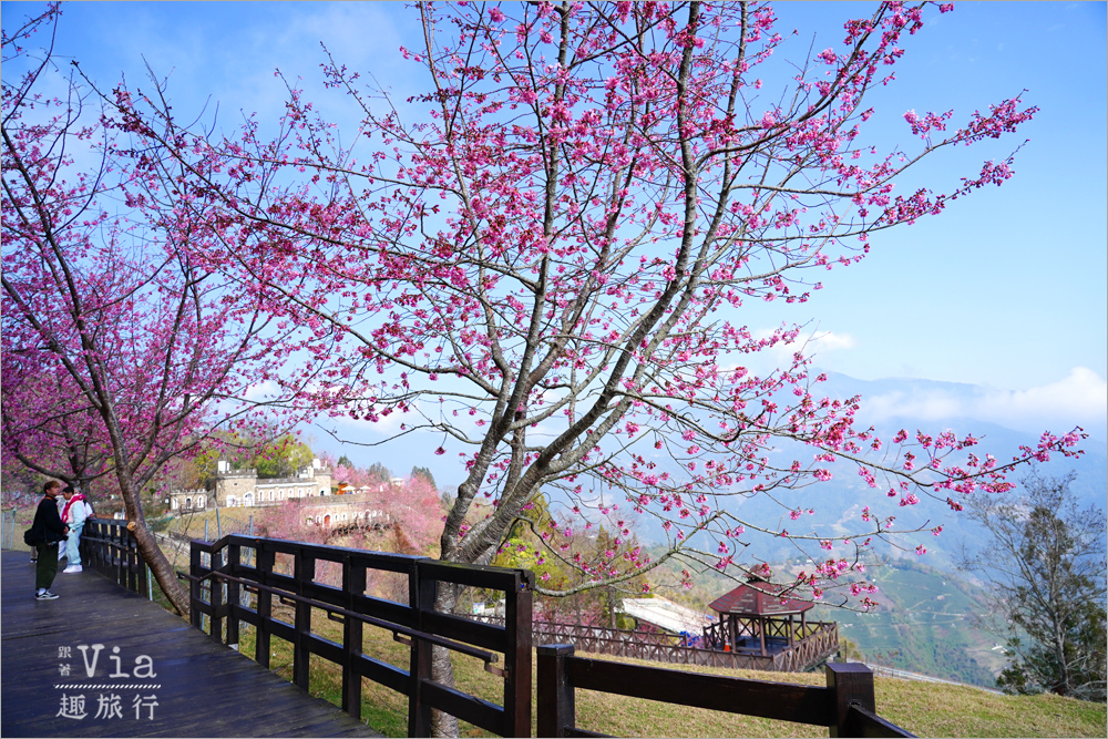清境櫻花季》清境農場粉紅櫻花綻放~青青草原期間限定美景:綿羊加上櫻花盛開美極了! 清境櫻花季》清境農場粉紅櫻花綻放~青青草原期間限定美景:綿羊加上櫻花盛開美極了!