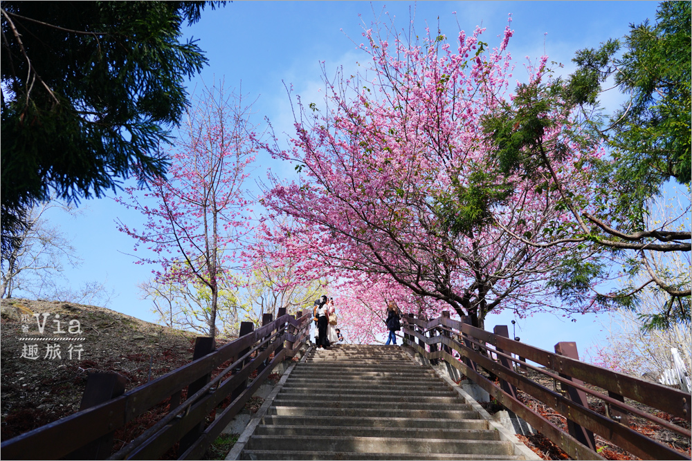 清境櫻花季》清境農場粉紅櫻花綻放~青青草原期間限定美景:綿羊加上櫻花盛開美極了! 清境櫻花季》清境農場粉紅櫻花綻放~青青草原期間限定美景:綿羊加上櫻花盛開美極了!