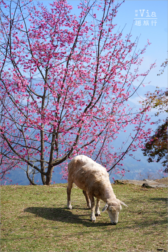 清境櫻花季》清境農場粉紅櫻花綻放~青青草原期間限定美景:綿羊加上櫻花盛開美極了! 清境櫻花季》清境農場粉紅櫻花綻放~青青草原期間限定美景:綿羊加上櫻花盛開美極了!