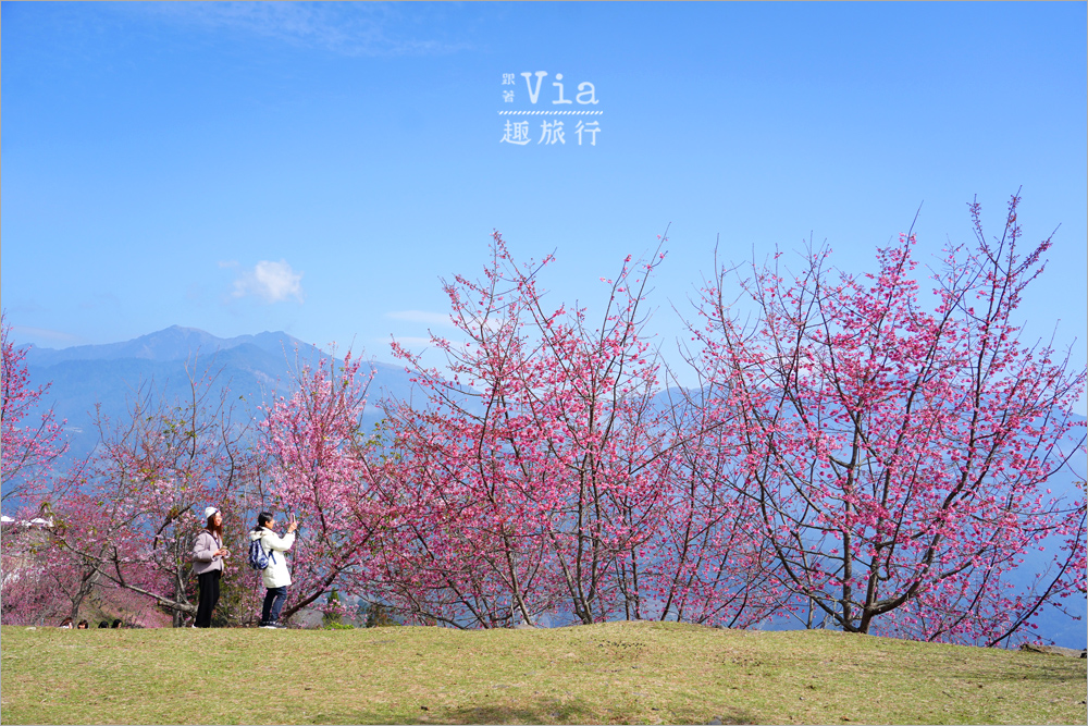 清境櫻花季》清境農場粉紅櫻花綻放~青青草原期間限定美景:綿羊加上櫻花盛開美極了! 清境櫻花季》清境農場粉紅櫻花綻放~青青草原期間限定美景:綿羊加上櫻花盛開美極了!