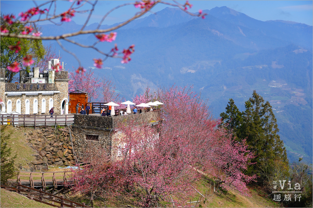 清境櫻花季》清境農場粉紅櫻花綻放~青青草原期間限定美景:綿羊加上櫻花盛開美極了! 清境櫻花季》清境農場粉紅櫻花綻放~青青草原期間限定美景:綿羊加上櫻花盛開美極了!