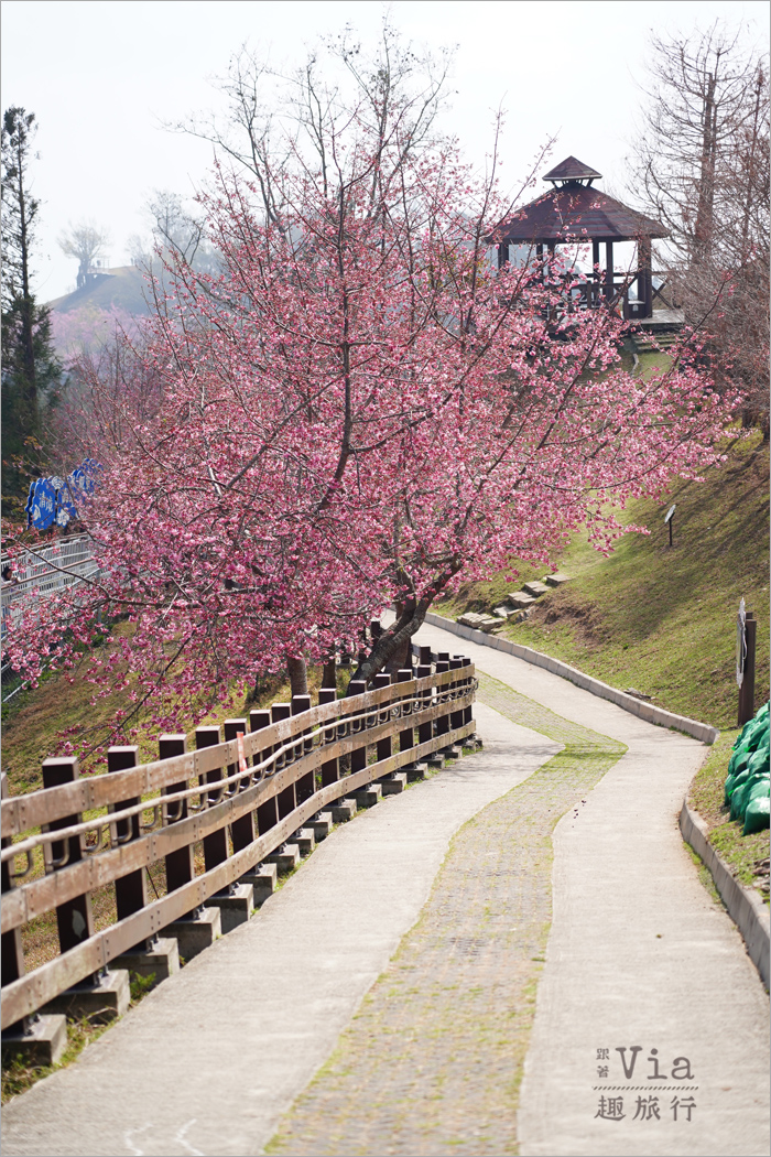 清境櫻花季》清境農場粉紅櫻花綻放~青青草原期間限定美景:綿羊加上櫻花盛開美極了! 清境櫻花季》清境農場粉紅櫻花綻放~青青草原期間限定美景:綿羊加上櫻花盛開美極了!