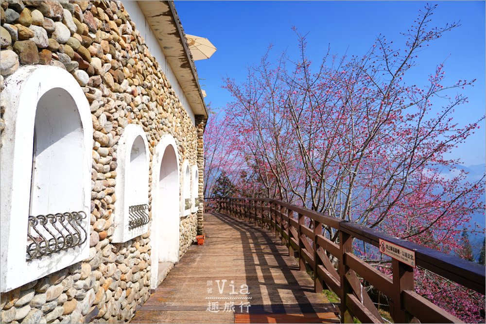 清境櫻花季》清境農場粉紅櫻花綻放~青青草原期間限定美景:綿羊加上櫻花盛開美極了! 清境櫻花季》清境農場粉紅櫻花綻放~青青草原期間限定美景:綿羊加上櫻花盛開美極了!