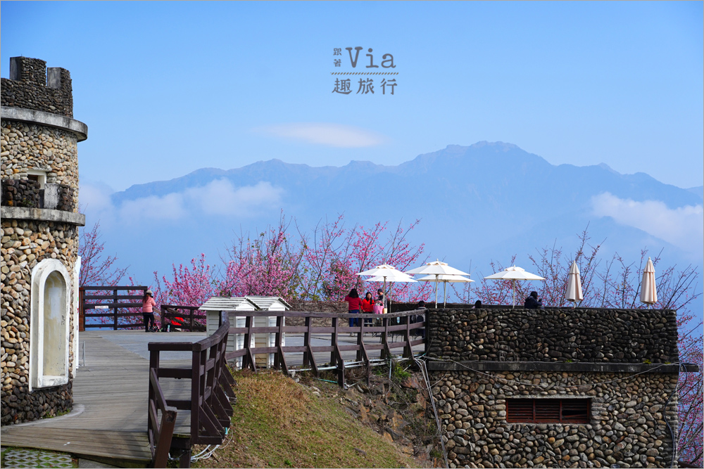 清境櫻花季》清境農場粉紅櫻花綻放~青青草原期間限定美景:綿羊加上櫻花盛開美極了! 清境櫻花季》清境農場粉紅櫻花綻放~青青草原期間限定美景:綿羊加上櫻花盛開美極了!