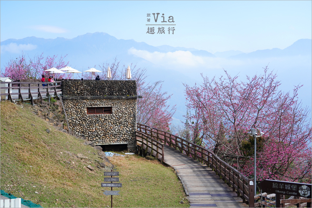 清境櫻花季》清境農場粉紅櫻花綻放~青青草原期間限定美景:綿羊加上櫻花盛開美極了! 清境櫻花季》清境農場粉紅櫻花綻放~青青草原期間限定美景:綿羊加上櫻花盛開美極了!