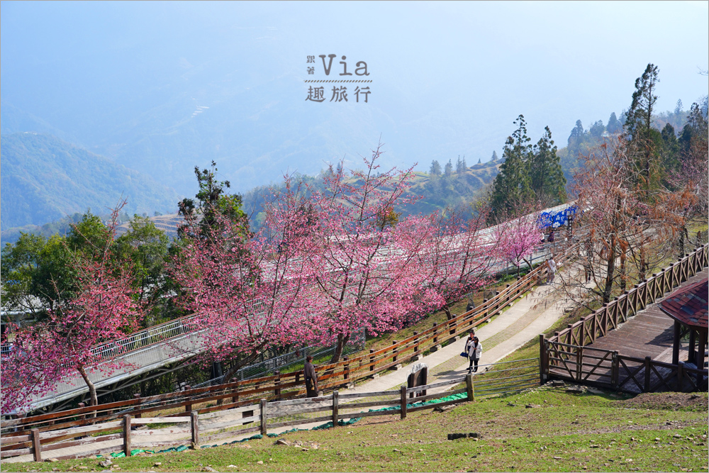 清境櫻花季》清境農場粉紅櫻花綻放~青青草原期間限定美景:綿羊加上櫻花盛開美極了! 清境櫻花季》清境農場粉紅櫻花綻放~青青草原期間限定美景:綿羊加上櫻花盛開美極了!