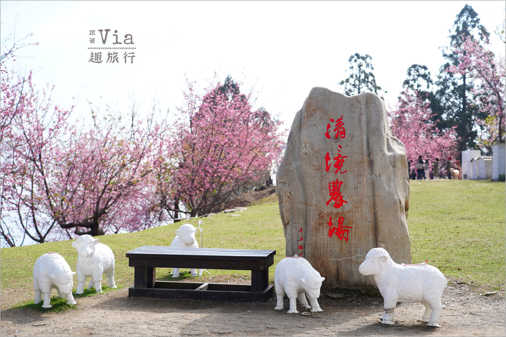 清境櫻花季》清境農場粉紅櫻花綻放~青青草原期間限定美景:綿羊加上櫻花盛開美極了! 清境櫻花季》清境農場粉紅櫻花綻放~青青草原期間限定美景:綿羊加上櫻花盛開美極了!