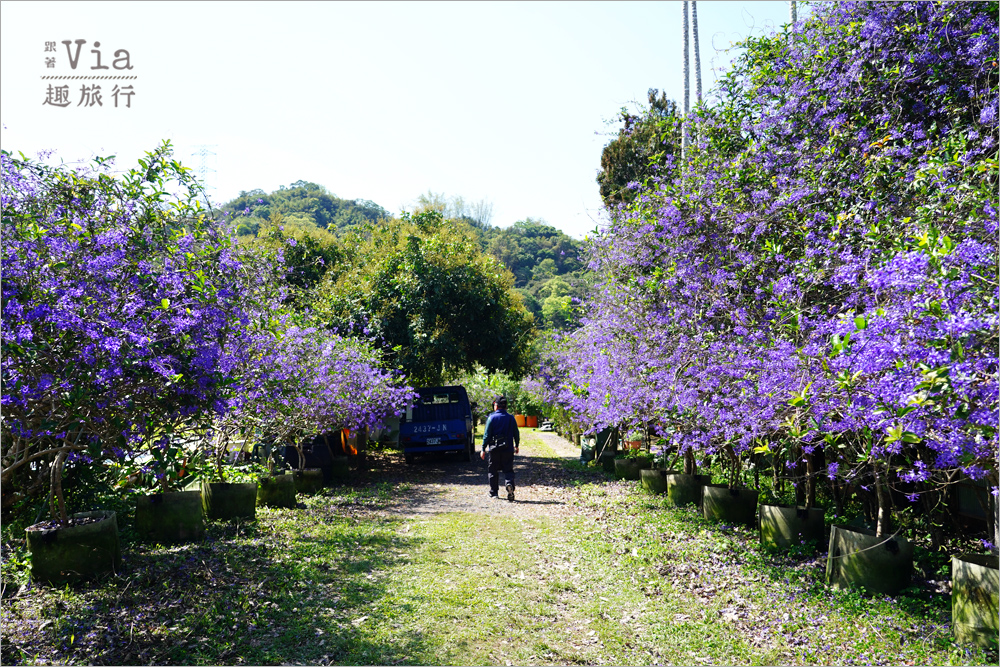 南投中寮景點》中寮錫葉藤的紫色小旅行~六七一茶花園、中寮龍眼林、長源隧道前紫色花瀑,一次拍個過癮! 南投中寮景點》中寮錫葉藤的紫色小旅行~六七一茶花園、中寮龍眼林、長源隧道前紫色花瀑,一次拍個過癮!