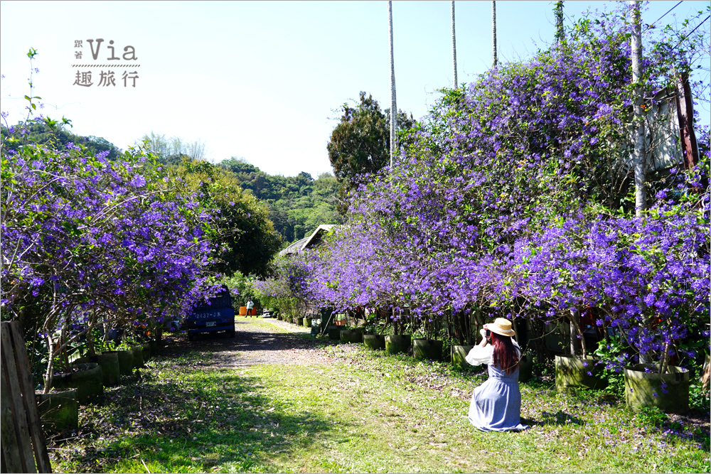 南投中寮景點》中寮錫葉藤的紫色小旅行~六七一茶花園、中寮龍眼林、長源隧道前紫色花瀑,一次拍個過癮! 南投中寮景點》中寮錫葉藤的紫色小旅行~六七一茶花園、中寮龍眼林、長源隧道前紫色花瀑,一次拍個過癮!