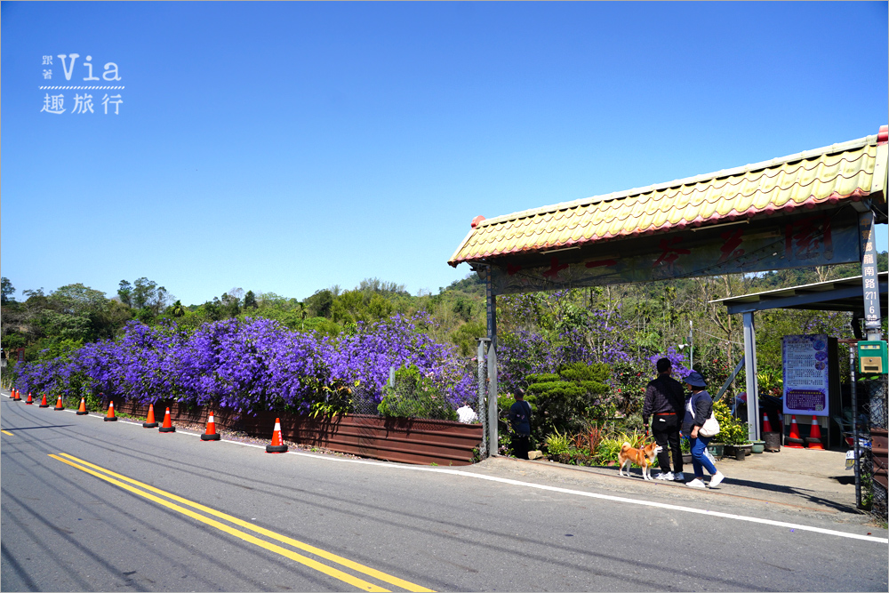 南投中寮景點》中寮錫葉藤的紫色小旅行~六七一茶花園、中寮龍眼林、長源隧道前紫色花瀑,一次拍個過癮! 南投中寮景點》中寮錫葉藤的紫色小旅行~六七一茶花園、中寮龍眼林、長源隧道前紫色花瀑,一次拍個過癮!